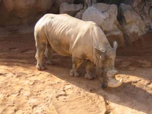 Rómulo el rinoceronte blanco